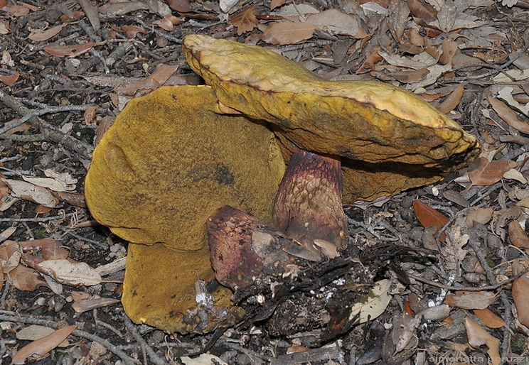 Boletus luridus - Schff.: Fr.